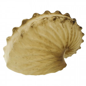 Coquillage argonaute hians