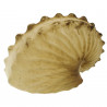 Coquillage argonaute hians