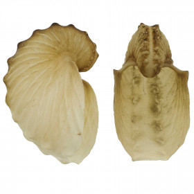 Coquillage argonaute hians