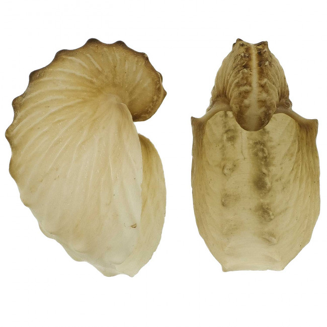 Coquillage argonaute hians