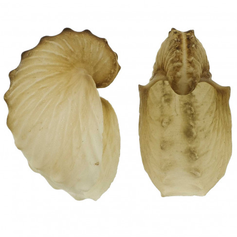 Coquillage argonaute hians