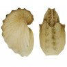 Coquillage argonaute hians