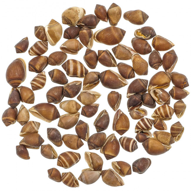 Coquillages melampus coffeus - 1 à 2 cm - 100 grammes