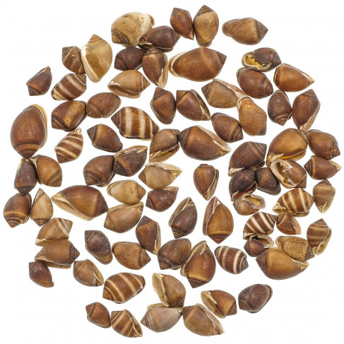 Coquillages melampus coffeus - 1 à 2 cm - 100 grammes