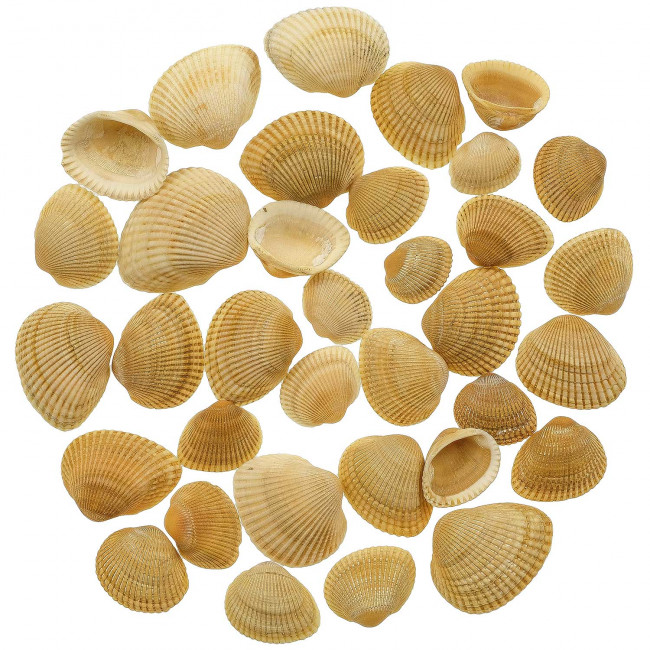 Coquillages anadara subcrenata jaunes - 2 à 3.5 cm - 100 grammes