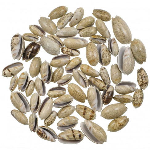 Coquillages oliva africana - 2.5 à 3.5 cm - 100 grammes