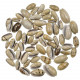 Coquillages oliva africana - 2.5 à 3.5 cm - 100 grammes