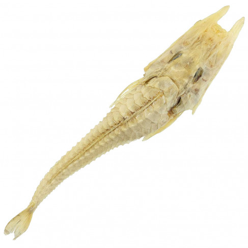 Peristedion cataphractus ou poisson croco naturalisé