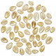 Coquillages cauris découpés - 2 cm - 100 grammes