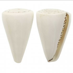 Coquillage conus litteratus blanc poli