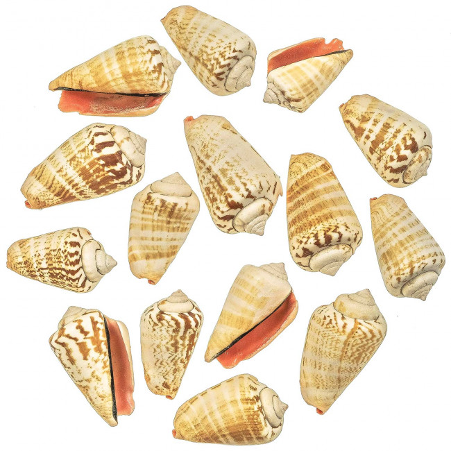 Coquillage strombus luhuanus - 4 à 6 cm - Lot de 10
