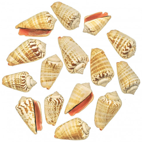 Coquillage strombus luhuanus - 4 à 6 cm - Lot de 10