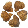 Coquillage rapana rapiformis