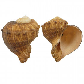 Coquillage rapana rapiformis