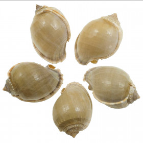 Coquillage cassis phalium glaucum