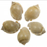 Coquillage cassis phalium glaucum