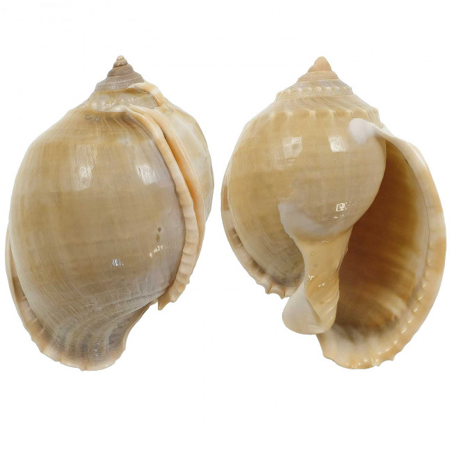 Coquillage cassis phalium glaucum