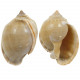 Coquillage cassis phalium glaucum