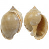 Coquillage cassis phalium glaucum