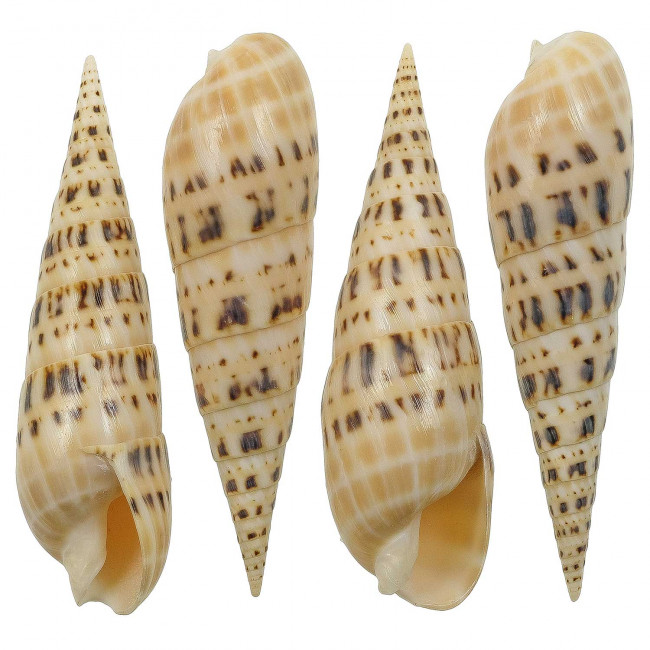 Coquillage terebra maculata poli
