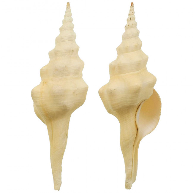 Coquillage fusinus undatus