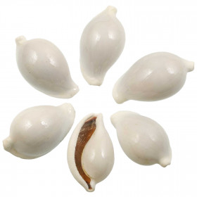 Coquillages ovula ovum - 6 à 8 cm - Lot de 2