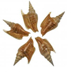 Coquillage strombus listeri