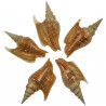 Coquillage strombus listeri