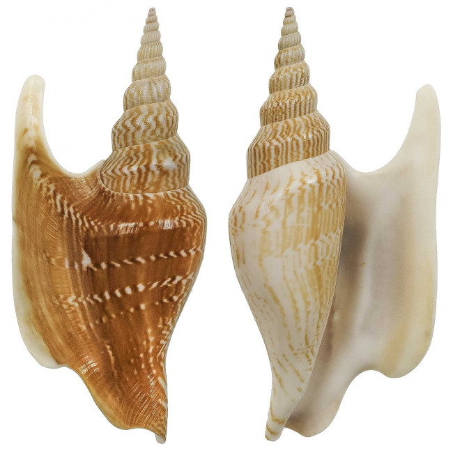 Coquillage strombus listeri