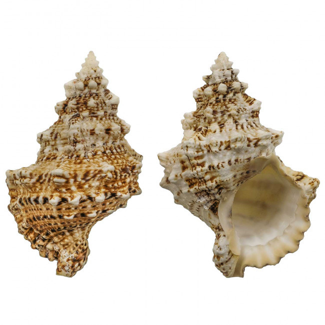 Coquillage bursa bubo