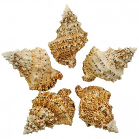 Coquillage bursa bubo