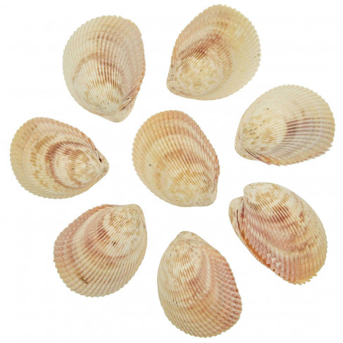 Coquillages trachycardium elongatum entiers - 8 à 10 cm - Lot de 5