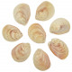 Coquillages trachycardium elongatum entiers - 8 à 10 cm - Lot de 5