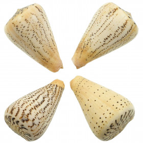 Coquillage conus suratensis