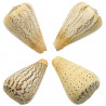 Coquillage conus suratensis