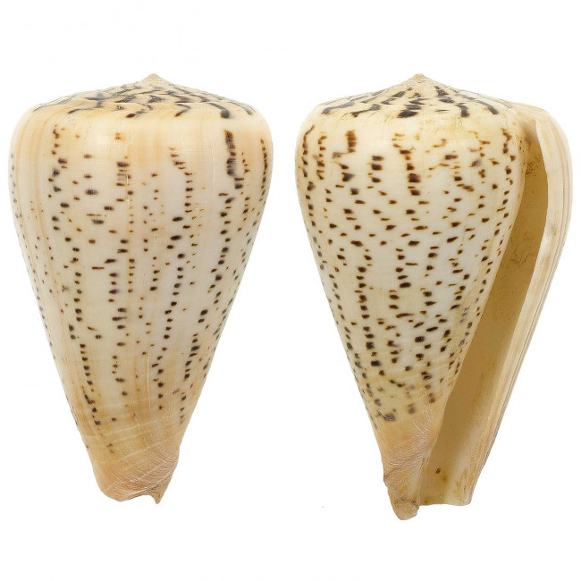 Coquillage conus suratensis