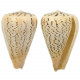 Coquillage conus suratensis