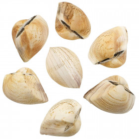 Coquillages cardium entiers - 7 à 9 cm - Lot de 2