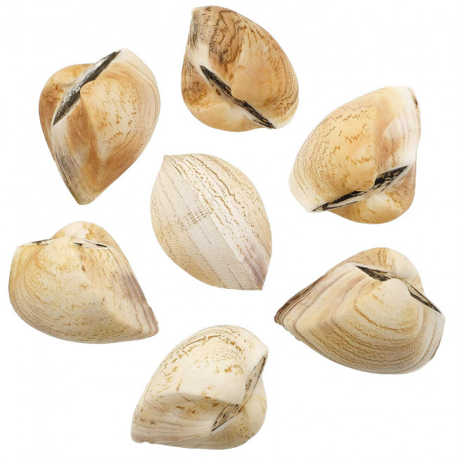 Coquillages cardium entiers - 7 à 9 cm - Lot de 2