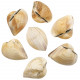 Coquillages cardium entiers - 7 à 9 cm - Lot de 2