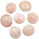 Coquillages codakia rose poli entier - 6 à 8 cm - Lot de 2