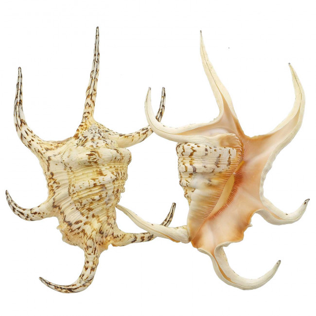 Coquillage lambis chiragra