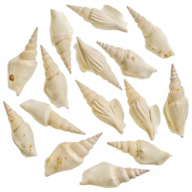 Coquillages strombus vittatus blancs - 6 à 7 cm - Lot de 5