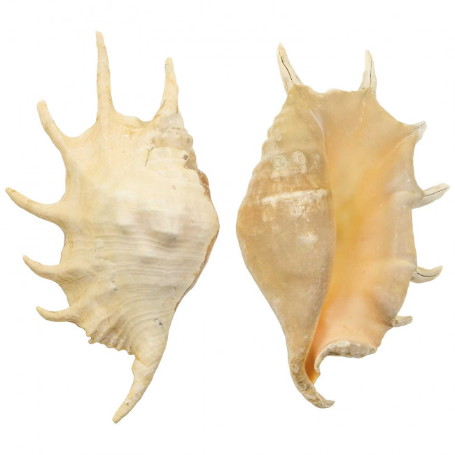Coquillage lambis truncata