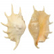 Coquillage lambis truncata