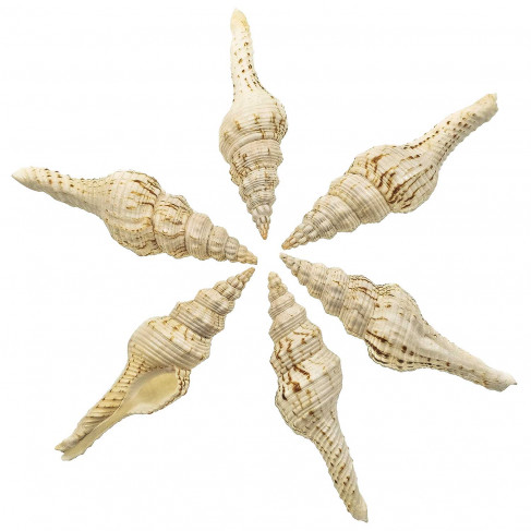 Coquillage fusinus nicobaricus
