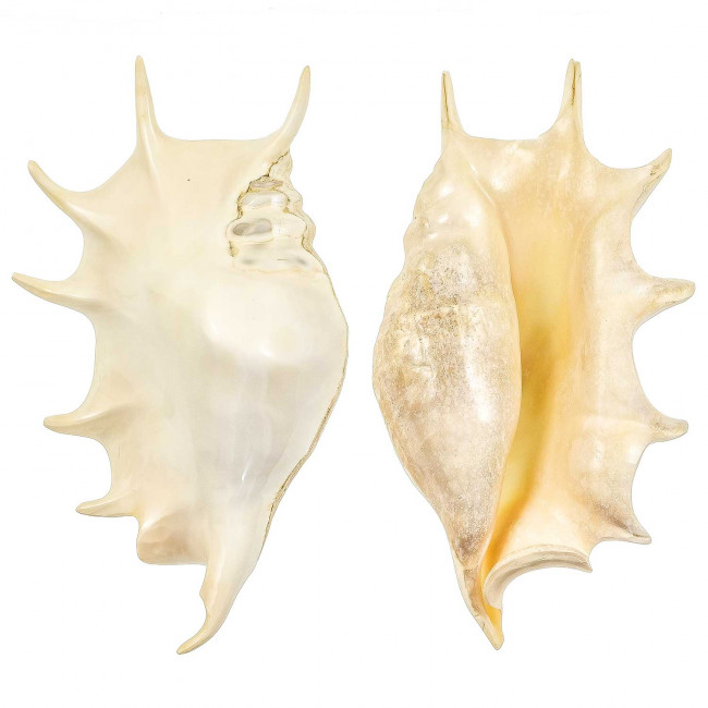 Coquillage lambis truncata poli