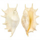 Coquillage lambis truncata poli