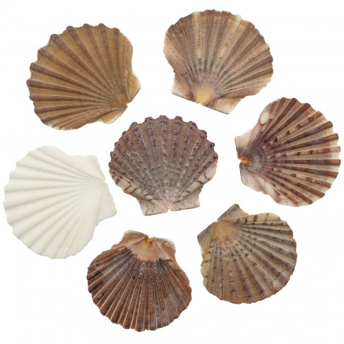 Coquillages pecten raveneli - 7 à 9 cm - lot de 5