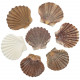 Coquillages pecten raveneli - 7 à 9 cm - lot de 5